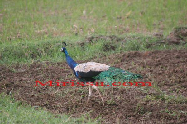 Peacock in Mirissa